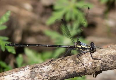 Austroargiolestes christine